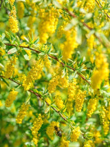 Bild von Gewöhnliche Berberitze im Onlineshop von Bohlken Pflanzenversand GbR