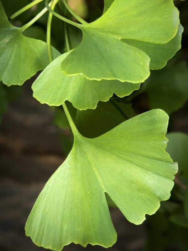 Bild von Ginkgo biloba 'Blagon' im Onlineshop von Bohlken Pflanzenversand GbR