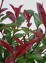 Bild von Glanzmispel 'Carré Rouge' im Onlineshop von Bohlken Pflanzenversand GbR