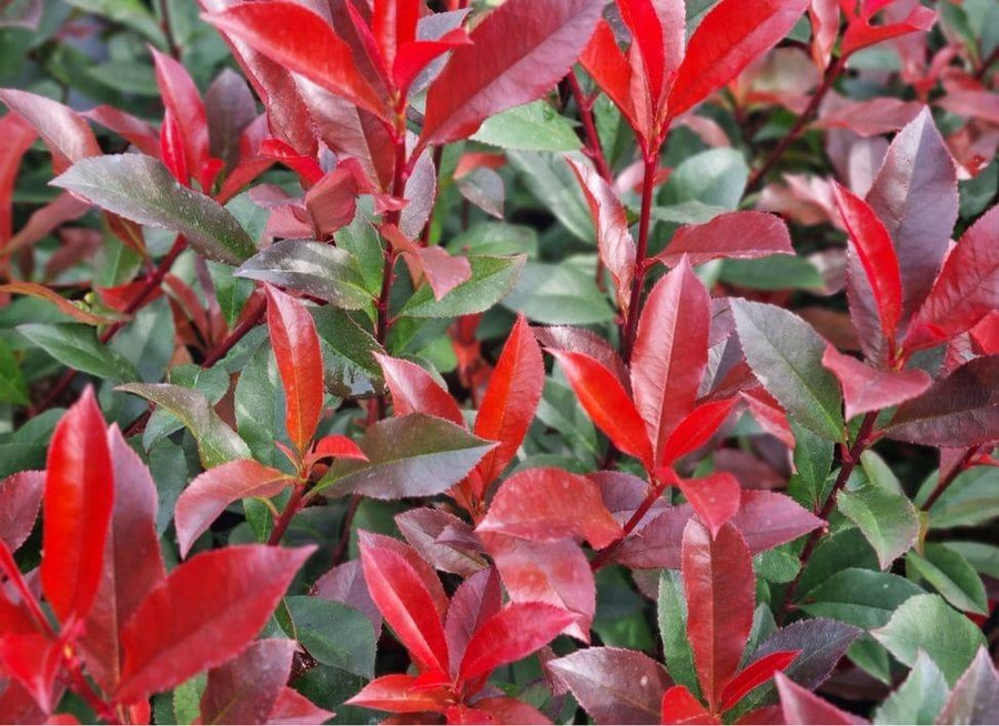 gaura whirling butterfly plant Siskiyou Pink Gaura (Whirling Butterflies) main image 1