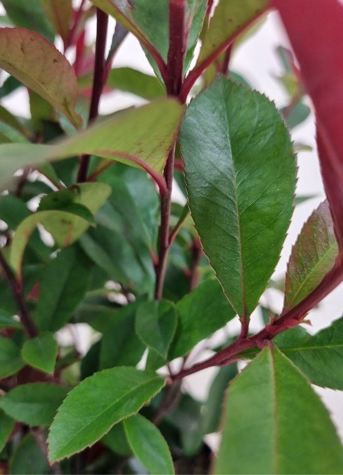 photinia dicker toni Jetzt Glanzmispel 'Dicker Toni' online kaufen bei Bohlken Pflanzenversand –  Bohlken Pflanzenversand GbR