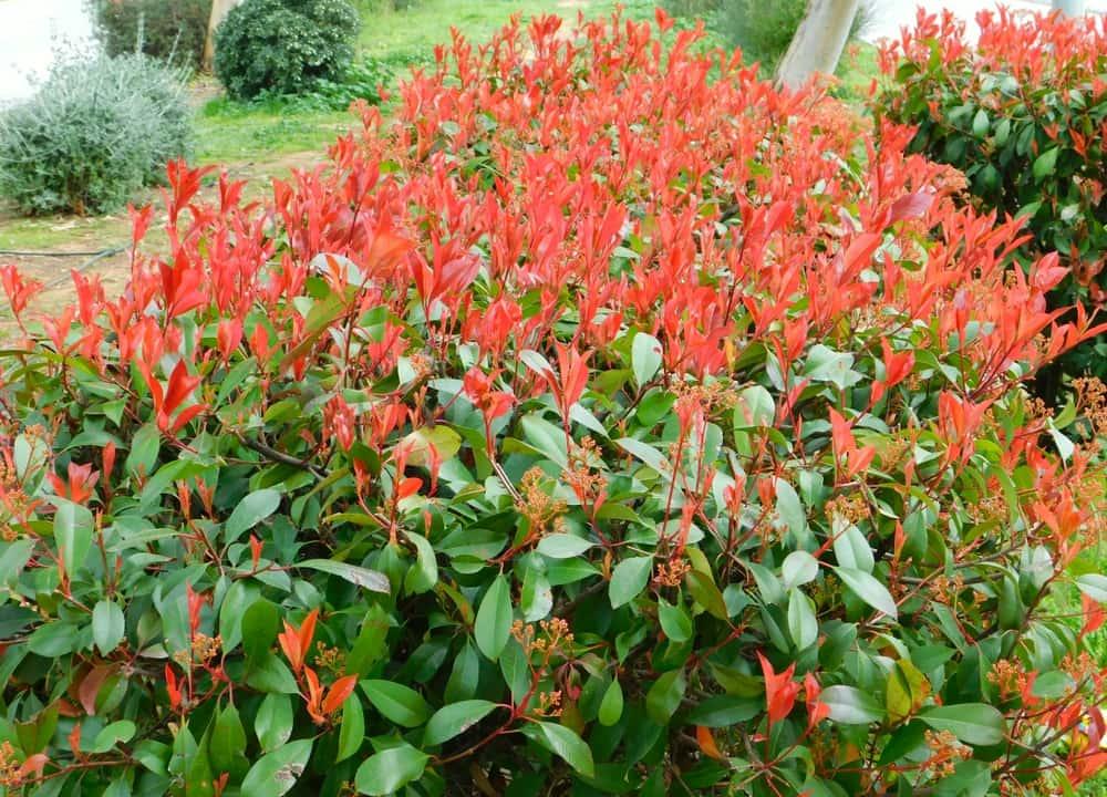 Alle Artikel in der Kategorie Glanzmispel / Photinia  Bohlken  Pflanzenversand GbR