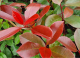 Bild von Glanzmispel 'Red Robin' im Onlineshop von Bohlken Pflanzenversand GbR