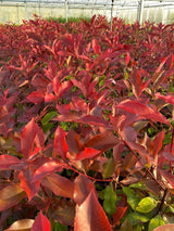 Bild von Glanzmispel 'Red Robin' im Onlineshop von Bohlken Pflanzenversand GbR