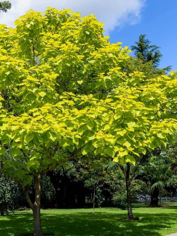 Bild von Gold-Trompetenbaum 'Aurea' im Onlineshop von Bohlken Pflanzenversand GbR