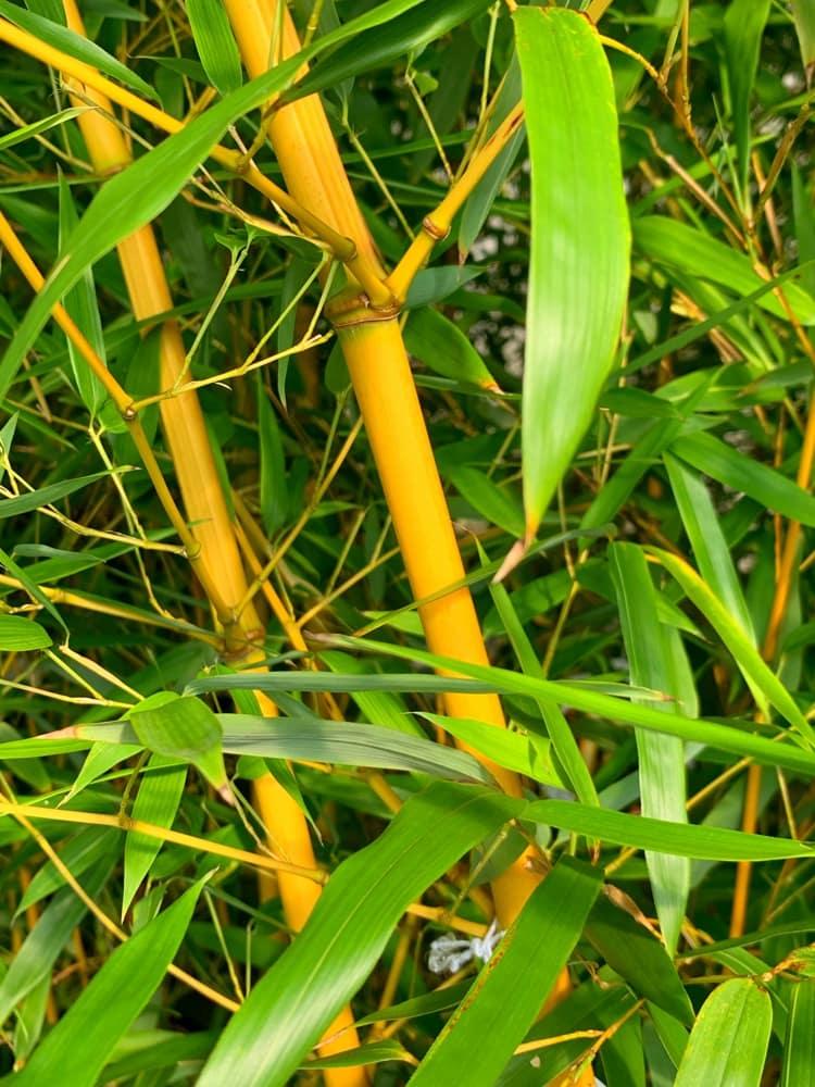 Bild von Goldener Peking Bambus Phyllostachys aureosucata Aureocaulis im Onlineshop von Bohlken Pflanzenversand GbR