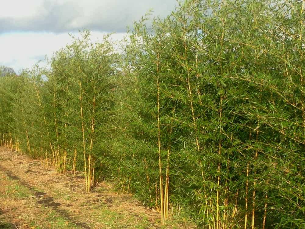 Jetzt Goldener Peking Bambus 'Aureocaulis' online kaufen bei Bohlken  Pflanzenversand – Bohlken Pflanzenversand GbR