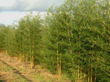 Bild von Goldener Peking Bambus Phyllostachys aureosucata Aureocaulis im Onlineshop von Bohlken Pflanzenversand GbR