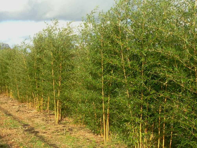 Bild von Goldener Peking Bambus Phyllostachys aureosucata Aureocaulis im Onlineshop von Bohlken Pflanzenversand GbR