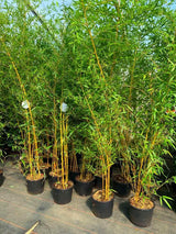 Bild von Goldener Peking Bambus Phyllostachys aureosucata Aureocaulis im Onlineshop von Bohlken Pflanzenversand GbR