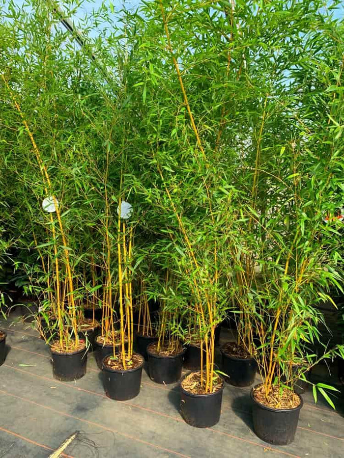 peking bambus Jetzt Goldener Peking Bambus 'Aureocaulis' online kaufen bei Bohlken  Pflanzenversand – Bohlken Pflanzenversand GbR
