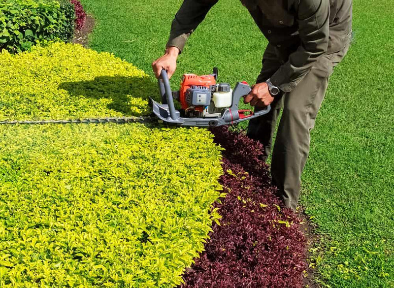 Bild von Goldgelber Berg-Ilex 'Golden Gem' im Onlineshop von Bohlken Pflanzenversand GbR