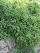 Bild von Grüne Zwergfadenzypresse 'Filifera Nana' im Onlineshop von Bohlken Pflanzenversand GbR