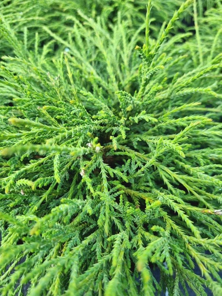 Bild von Grüne Zwergfadenzypresse 'Filifera Nana' im Onlineshop von Bohlken Pflanzenversand GbR