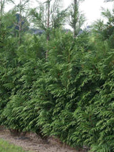 Bild von Grüner Riesen Lebensbaum 'Atrovirens' im Onlineshop von Bohlken Pflanzenversand GbR