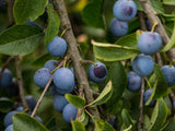 Bild von Haferschlehe, Haferpflaume im Onlineshop von Bohlken Pflanzenversand GbR