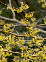 Bild von Zaubernuss Hamamelis x intermedia 'Arnold Promise'  im Online-Shop der Bohlken Baumschulen