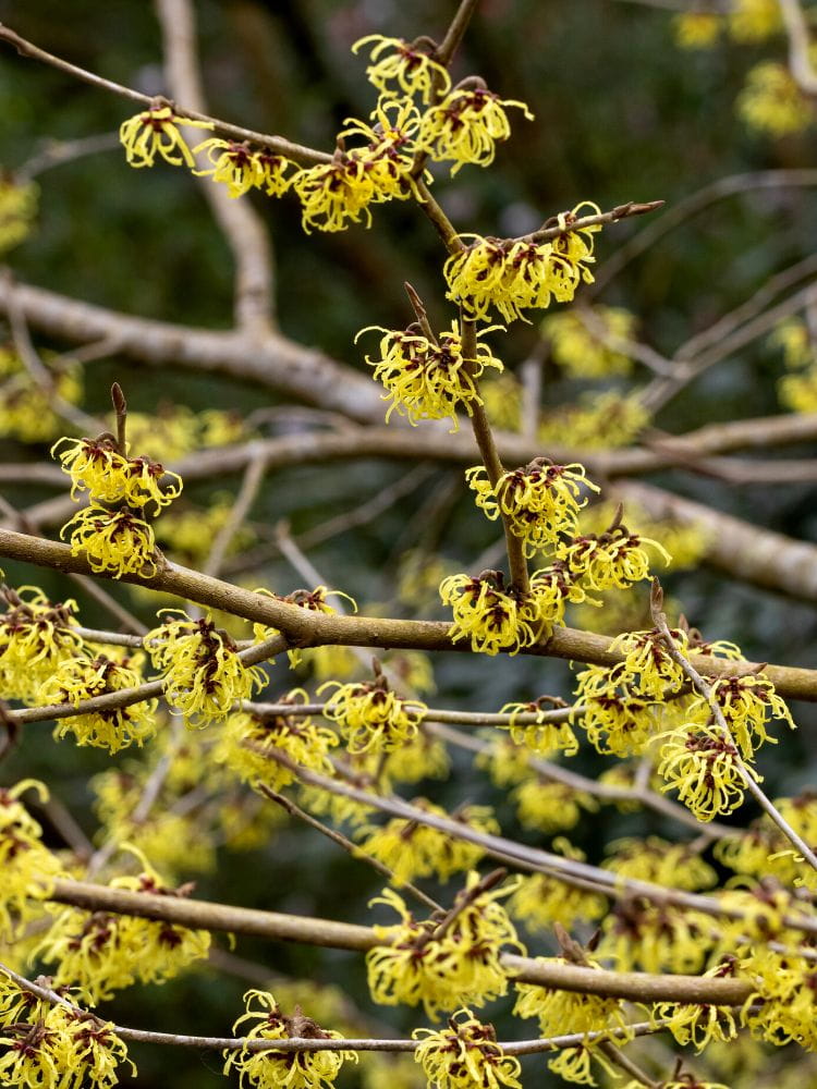 Bild von Zaubernuss Hamamelis x intermedia 'Arnold Promise'  im Online-Shop der Bohlken Baumschulen