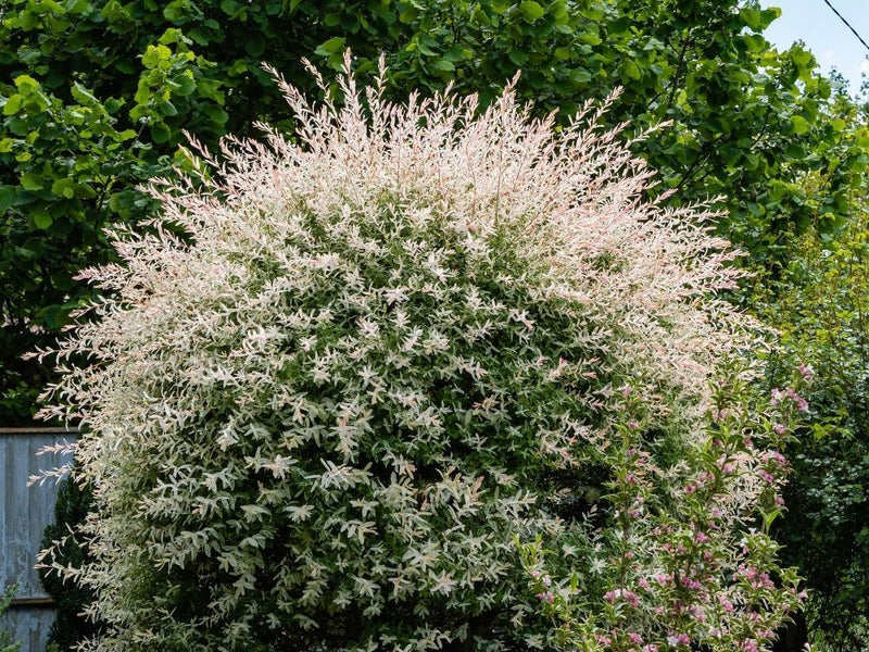 Bild von Harlekinweide, Zierweide 'Hakuro Nishiki' im Onlineshop von Bohlken Pflanzenversand GbR