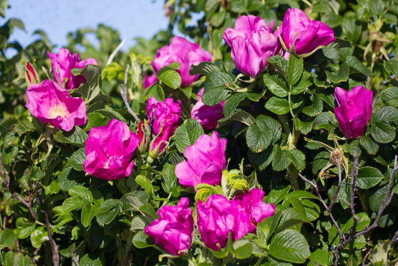 Bild von Heckenrose 'Rubra' im Onlineshop von Bohlken Pflanzenversand GbR