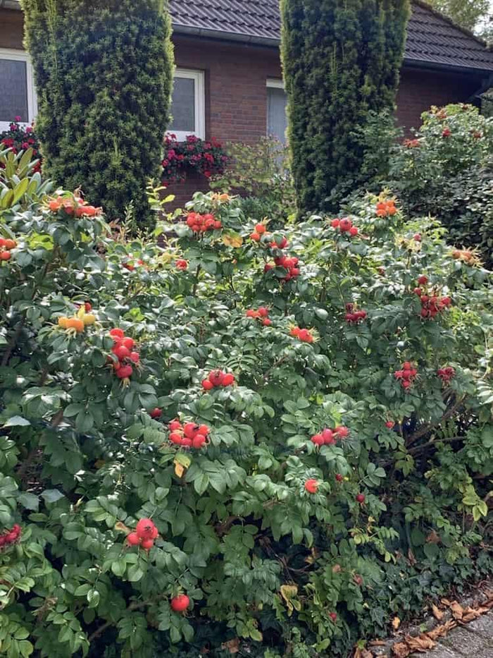 Jetzt Heckenrose 'Rubra' online kaufen bei Bohlken Pflanzenversand –  Bohlken Pflanzenversand GbR