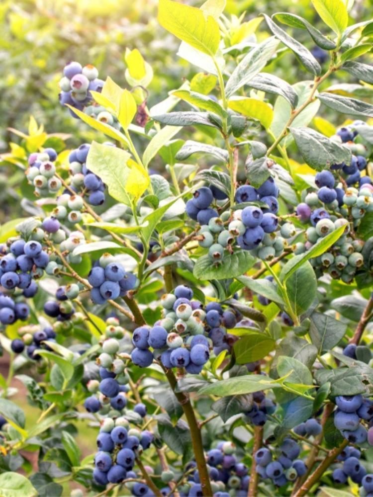 Bild von Heidelbeere 'Blue Suede' ® im Onlineshop von Bohlken Pflanzenversand GbR