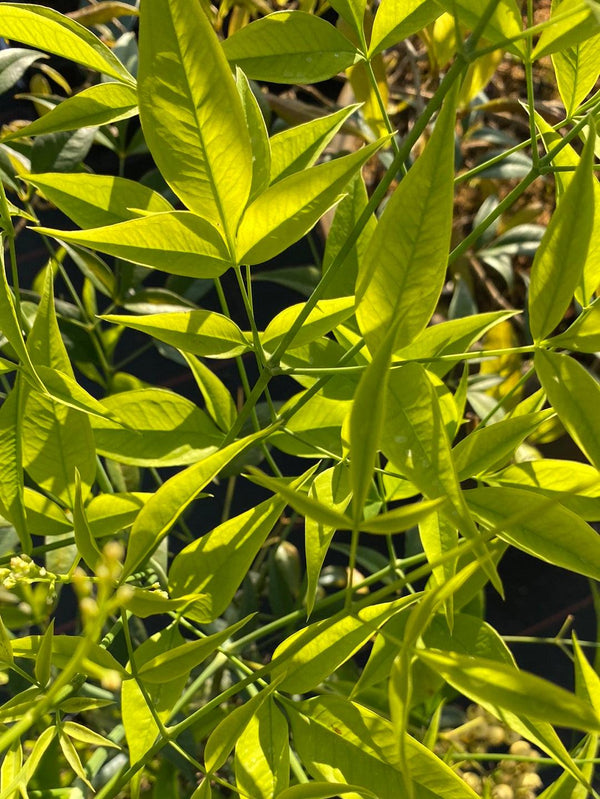 Bild von Heiliger Bambus, Himmelsbambus 'Aurea' im Onlineshop von Bohlken Pflanzenversand GbR