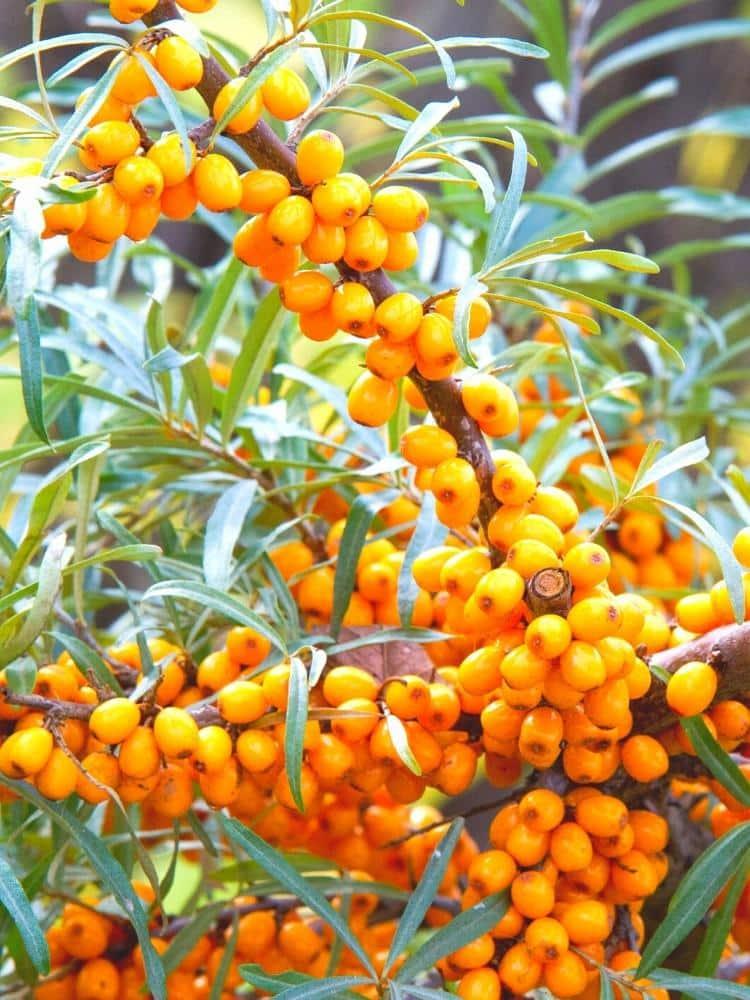 Jetzt Heimischer Sanddorn online kaufen bei Bohlken Pflanzenversand