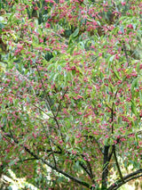 Bild von Himalaya-Spindelstrauch im Onlineshop von Bohlken Pflanzenversand GbR