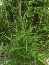Bild von Hoher Heckenbambus 'Campbell' im Onlineshop von Bohlken Pflanzenversand GbR