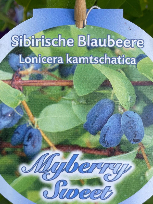 Bild von Honigbeere, Maibeere im Onlineshop von Bohlken Pflanzenversand GbR