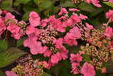 Bild von Hortensie 'Cotton Candy' ® im Onlineshop von Bohlken Pflanzenversand GbR