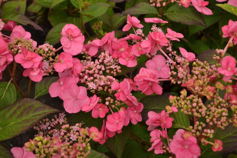 Bild von Hortensie 'Cotton Candy' ® im Onlineshop von Bohlken Pflanzenversand GbR