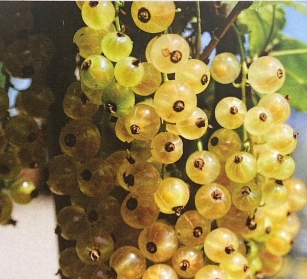 Weiße Johannisbeere, Ribes sativa 'Weiße aus Jüterbog' kaufen im Online-Shop der Bohlken Baumschulen