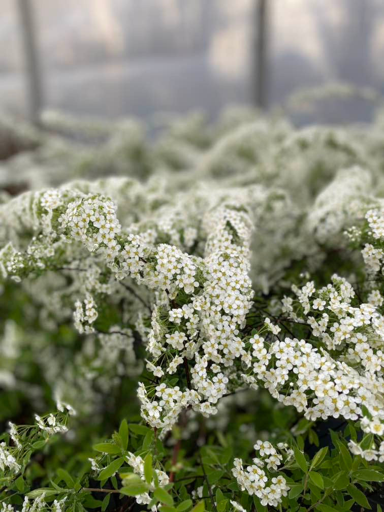 Rispenspiere 'Grefsheim'