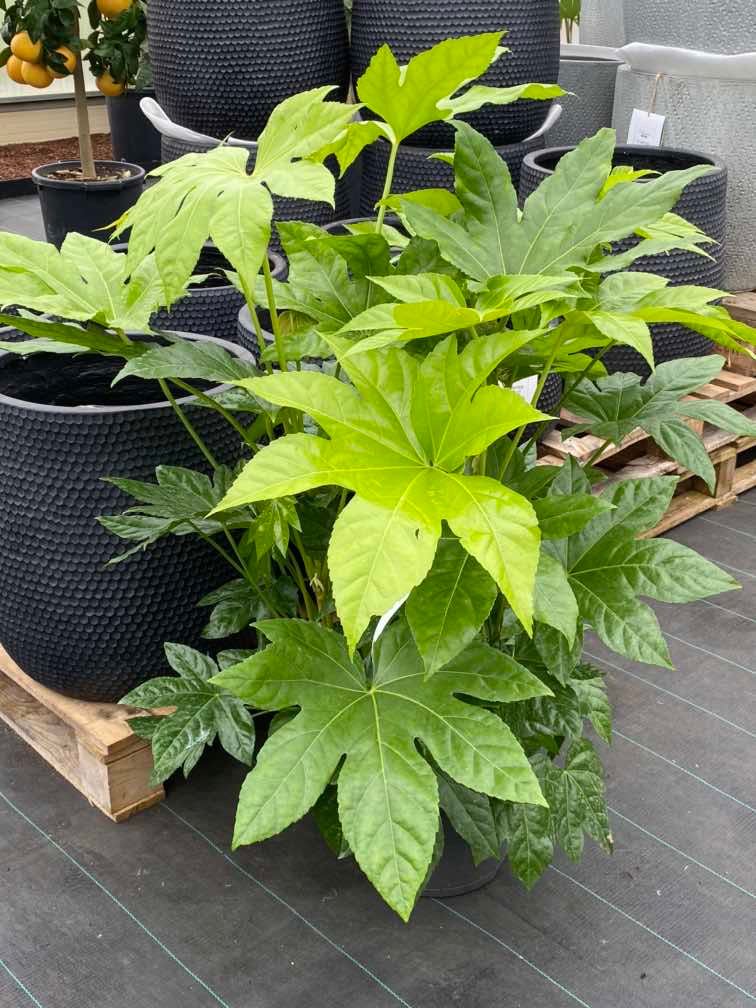 Giapponese Aralia Care : Commento Cultiver La Fatsia Japonica - Il Giardino Commestible - Foto 8