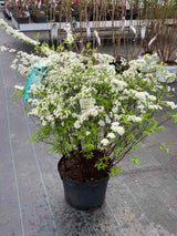Rispenspiere 'Grefsheim'