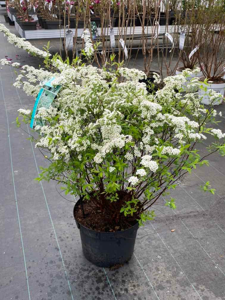 Rispenspiere 'Grefsheim'