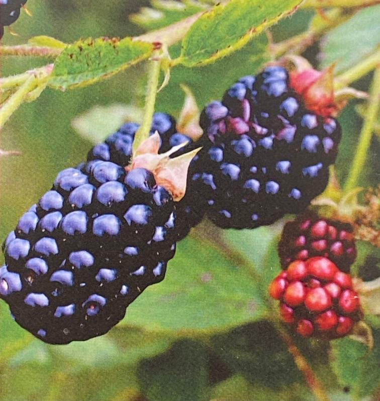 Brombeere 'Navaho' ®