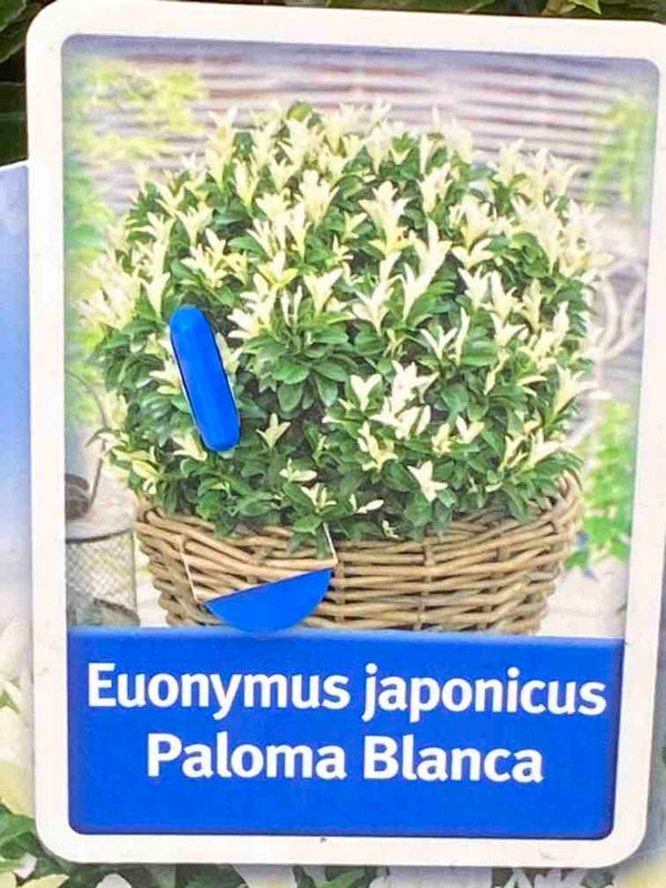 Spindelstrauch 'Paloma Blanca'