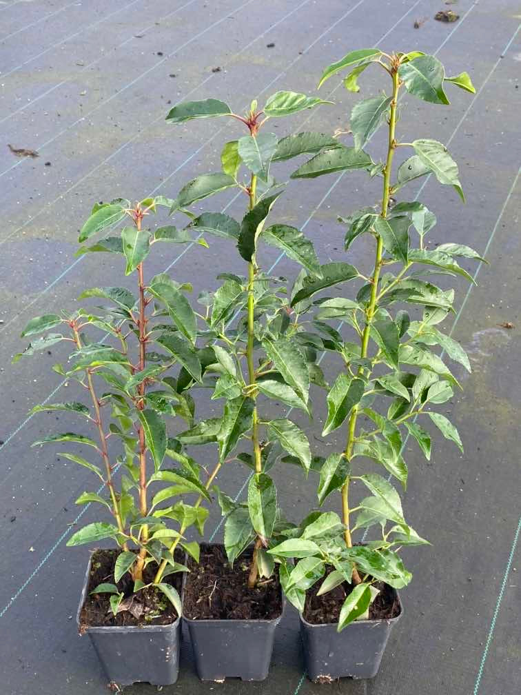 Portugiesischer Kirschlorbeer 'Angustifolia'
