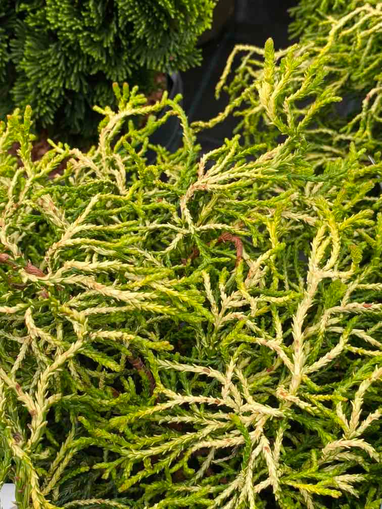 Gelbe Hinoki-Scheinzypresse, Chamaecyparis obtusa 'Tsatsumi Gold' kaufen im Online-Shop der Bohlken Baumschulen