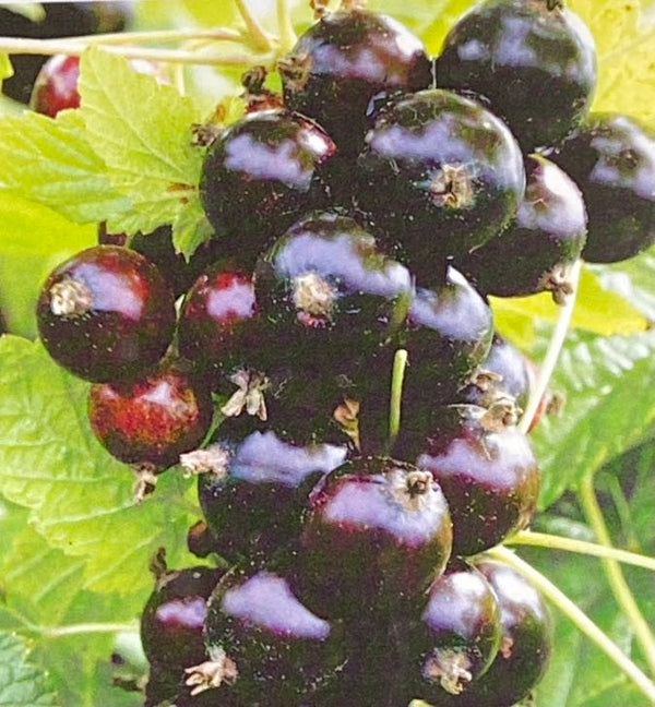 Schwarze Johannisbeere, Ribes nigrum Cassissima® 'Black Marble' kaufen im Online-Shop der Bohlken Baumschulen