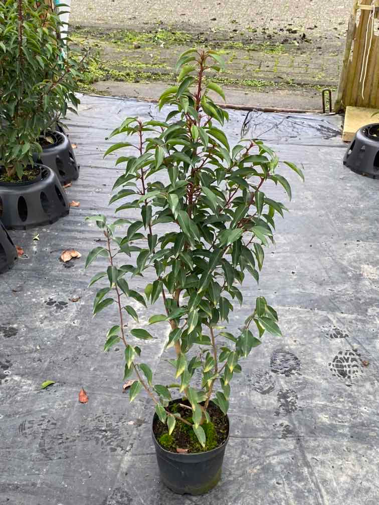 Portugiesischer Kirschlorbeer 'Angustifolia'