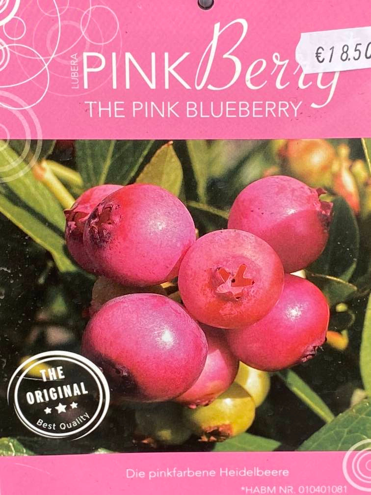 Heidelbeere 'Pink Berry' ®