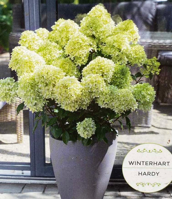 Rispenhortensie, Hydrangea paniculata 'Whitelight' ® kaufen im Online-Shop der Bohlken Baumschulen