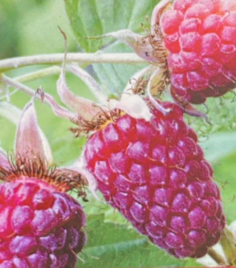 Rubus x 'Buckingham Tayberry'®