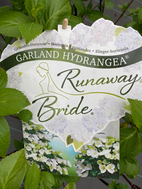 Girlanden-Hortensie 'Runaway Bride' ®