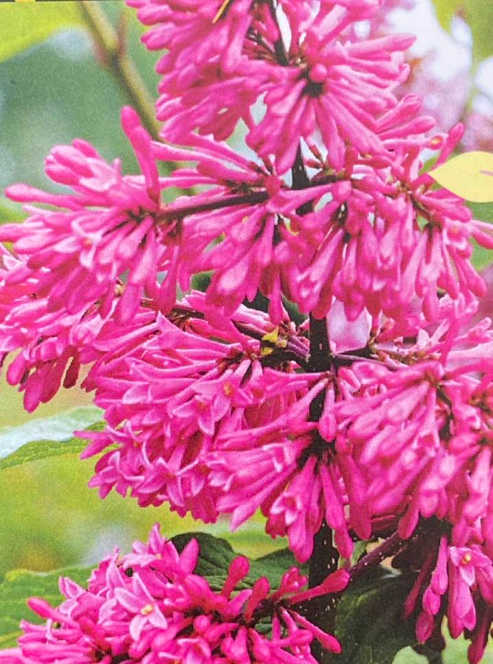 Amerikanischer Flieder, Syringa prestoniae 'Miss Canada' kaufen im Online-Shop der Bohlken Baumschulen