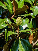 Bild von Immergrüne Magnolie 'Kay Parris' im Onlineshop von Bohlken Pflanzenversand GbR